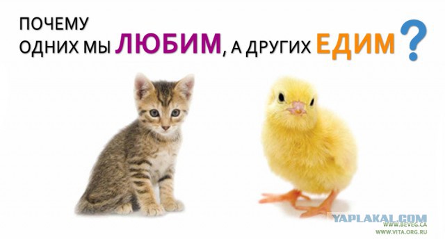 Петербуржец кормил своего удава котятами