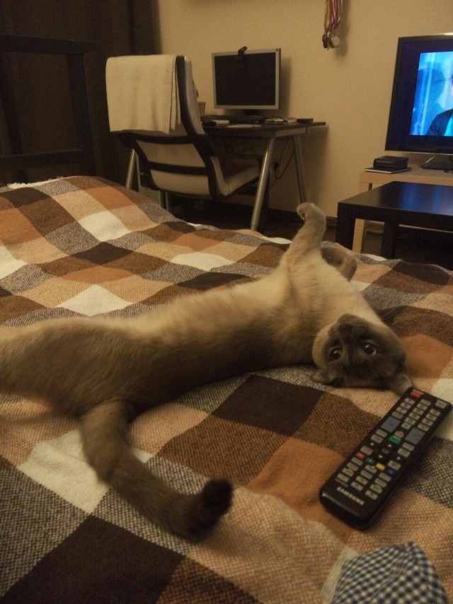 Котовторник