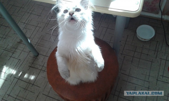 Коты умоляют дать поесть