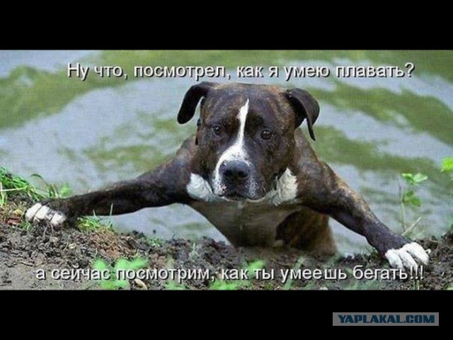 Немного братьев наших меньших! ЧЕТВЕРГ