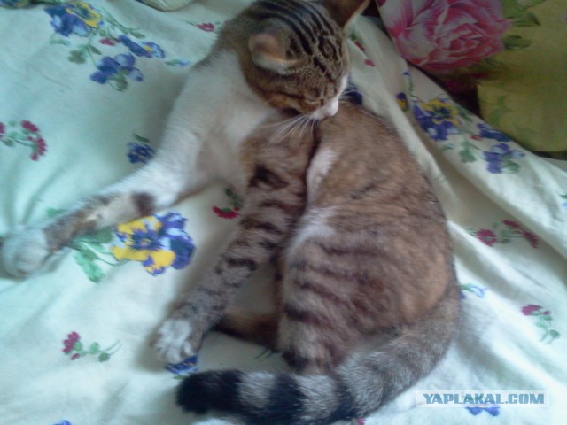 Котовторник 7.07.2015