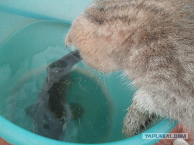 Котовторник 14.07.2015