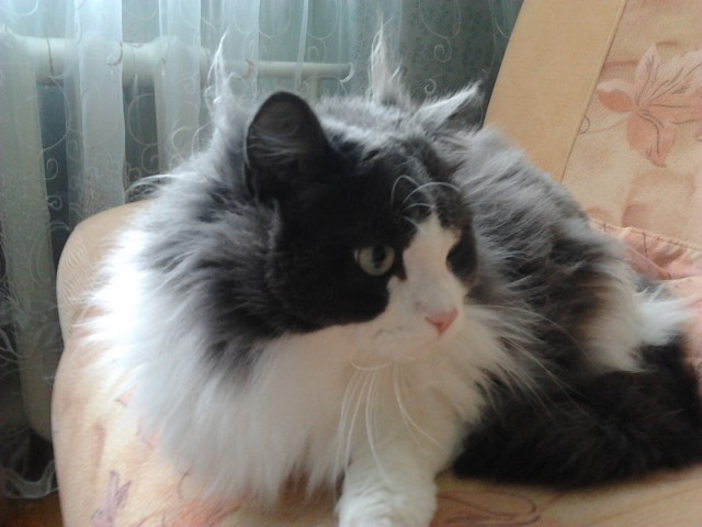 Котовторник  21.07.2015