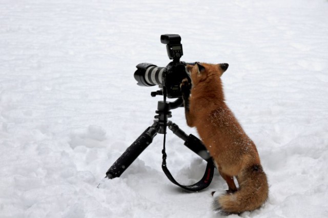 Животные и фотоаппарат