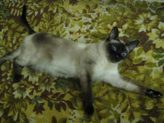 Интересные факты о сиамских кошках