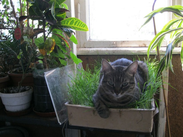 Домашние коты на природе