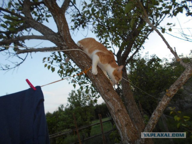 Жизнь домашнего приюта для котеек 116
