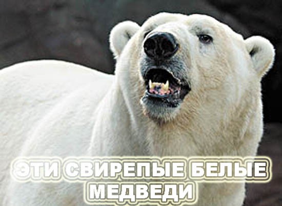 Нападение медведя на человека! (4 фото)