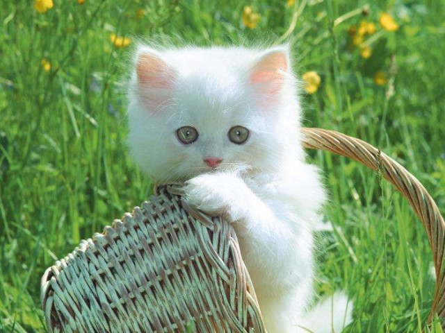Прикольные животные