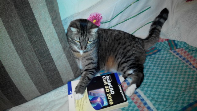 Я конечно люблю котиков, но иногда они реально как заноза в заднице