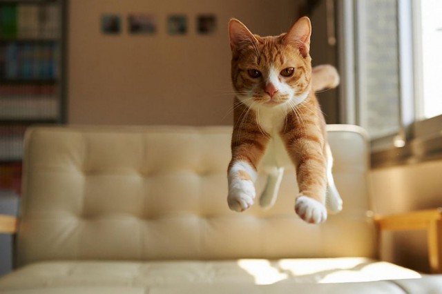 Коты из сети