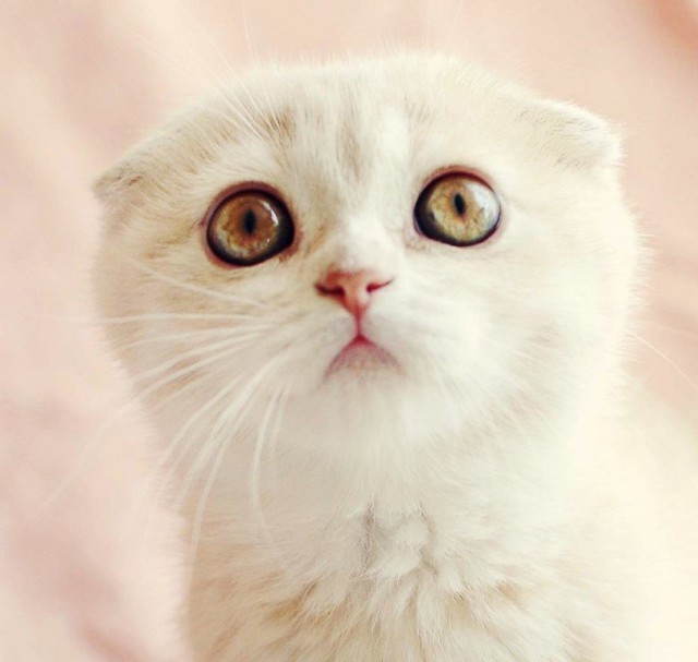 Коты и Кошки