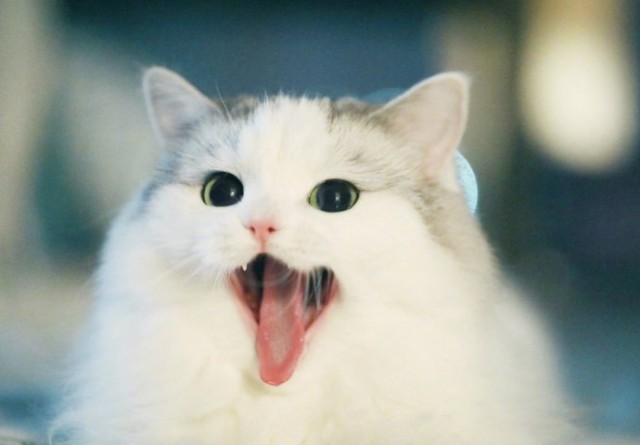 Коты и Кошки