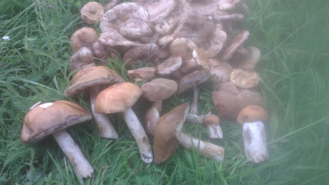 А у нас начало грибного сезона