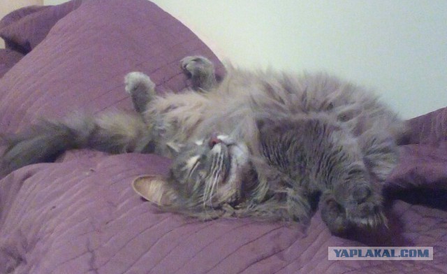 Котовторник!