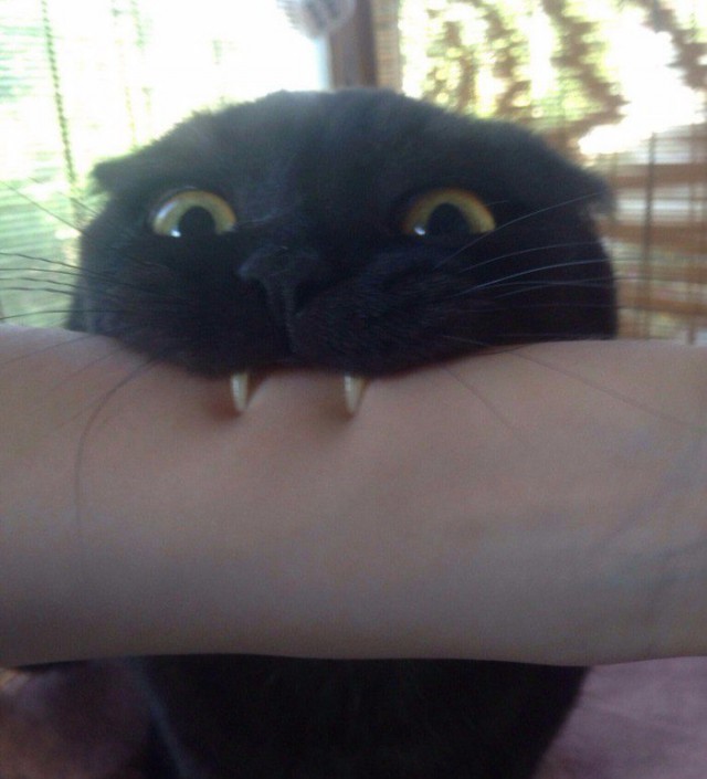 Прикольных котов пост