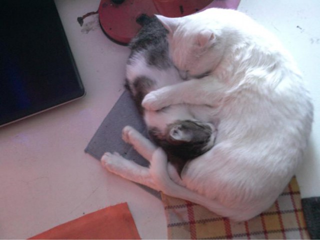 Котовторник 9.01.2018