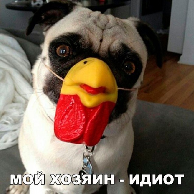 Нестандартный юмор