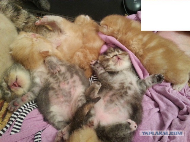 Кошачья мафия победит?