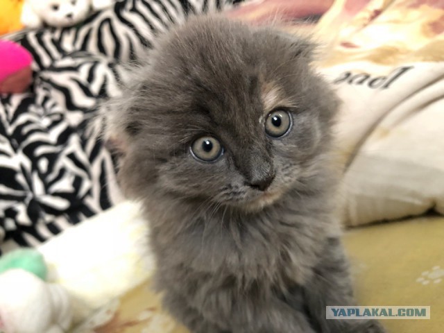 Котовторник 26.06.2018