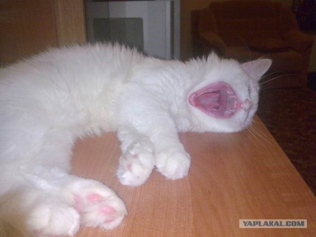 Котовторнику Да (09.12.08)