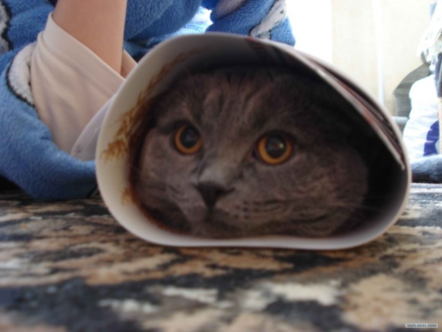 День котов