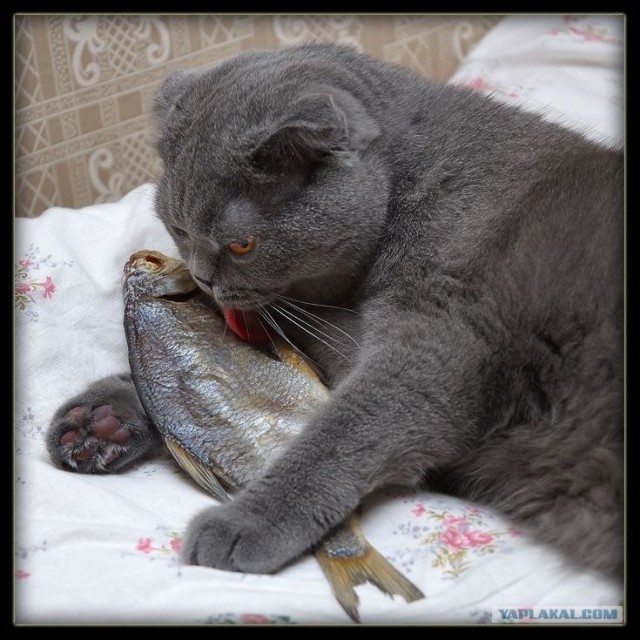 Котовторник объявляется открытым!