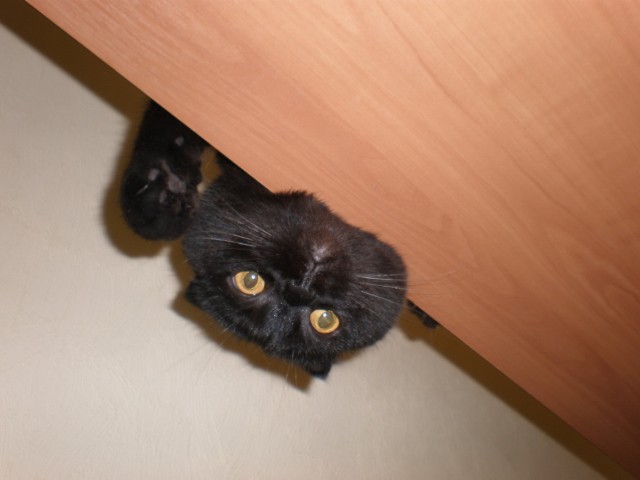 Котовторник! 11.10.11