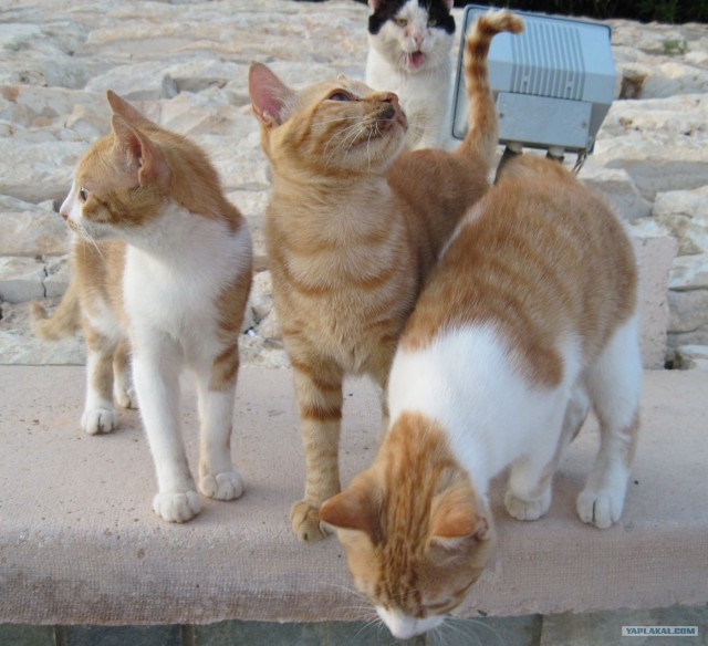 Котовторник так котовторник!