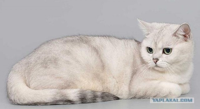 Котовторник (31.01.2012)