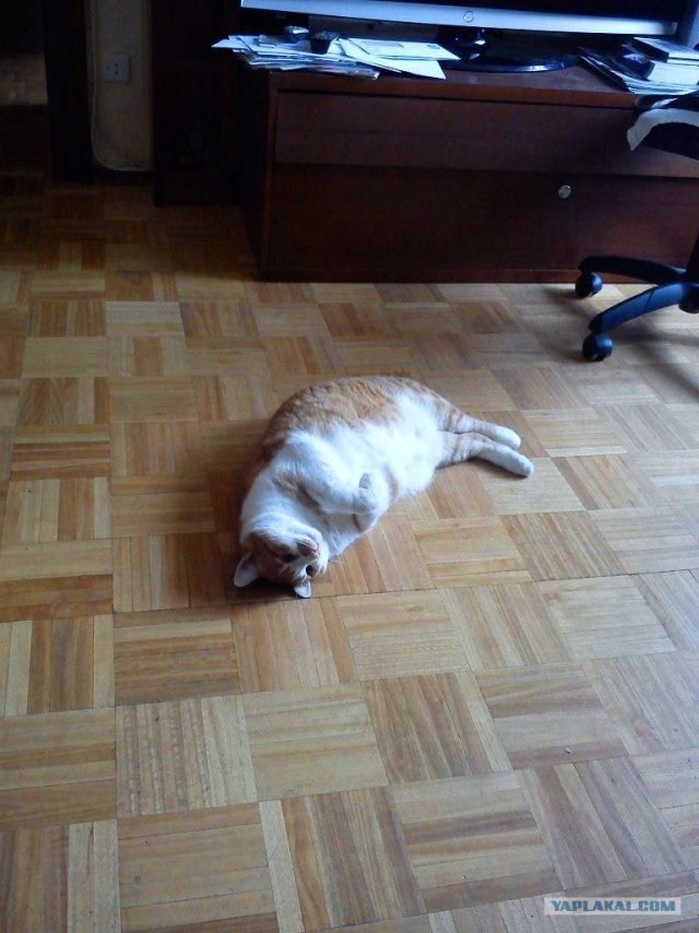 Котовторник (07.02.2012)
