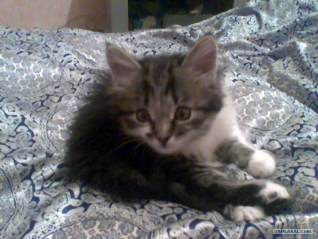 Котовторник (21.02.2012)