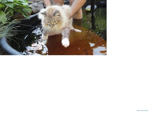 Котовторник 17.04.2012