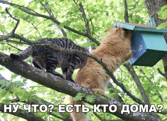 Забавные фото котеек