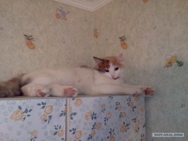 Котовторник 30.10.2012