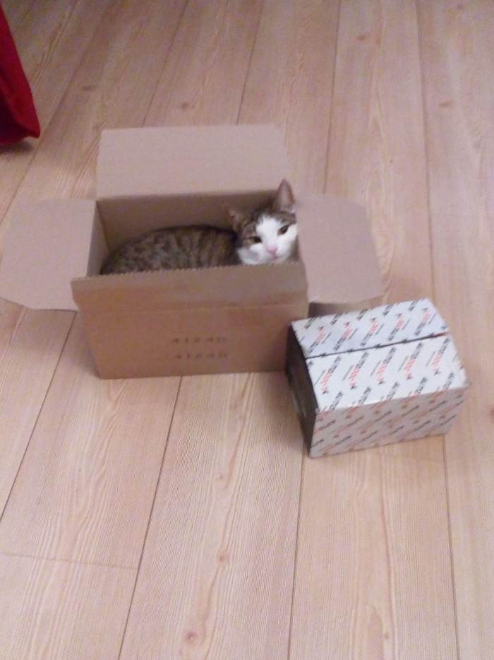 Кошки, которые заснули в самых невообразимых позах