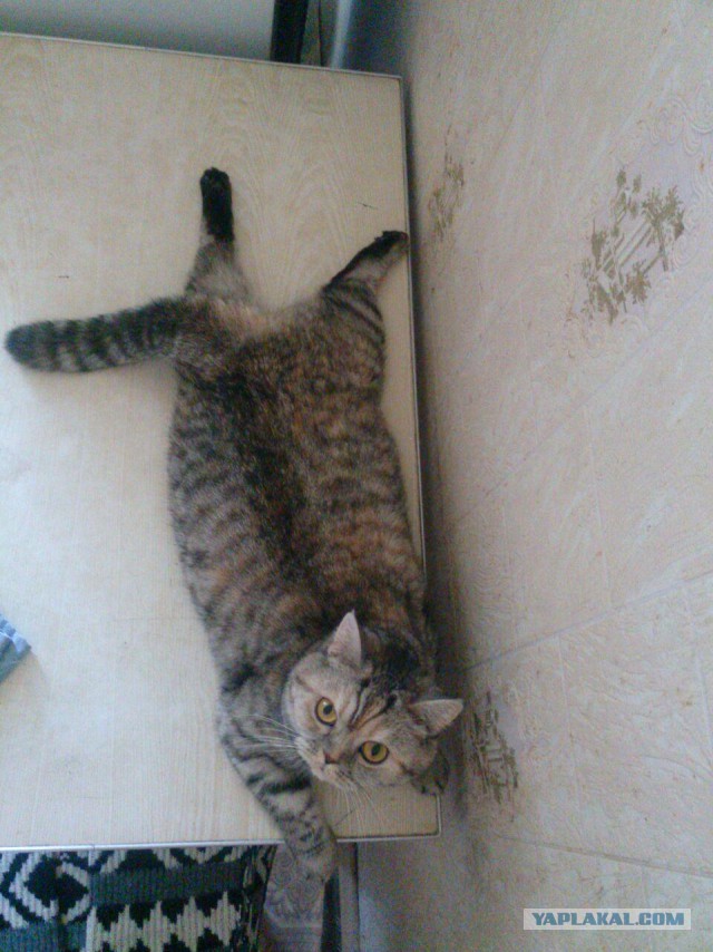 Котовторник 18.06.2019