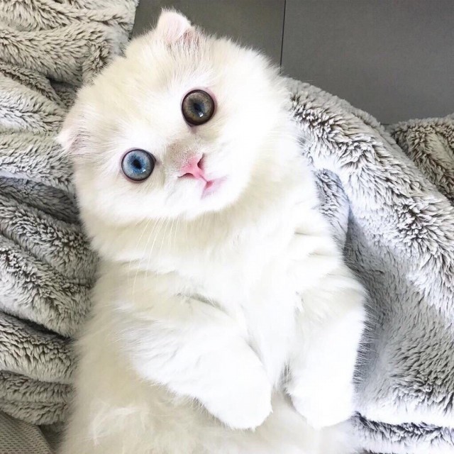 Забавные фото котеек