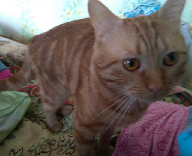 Коты, которые нас порадовали!