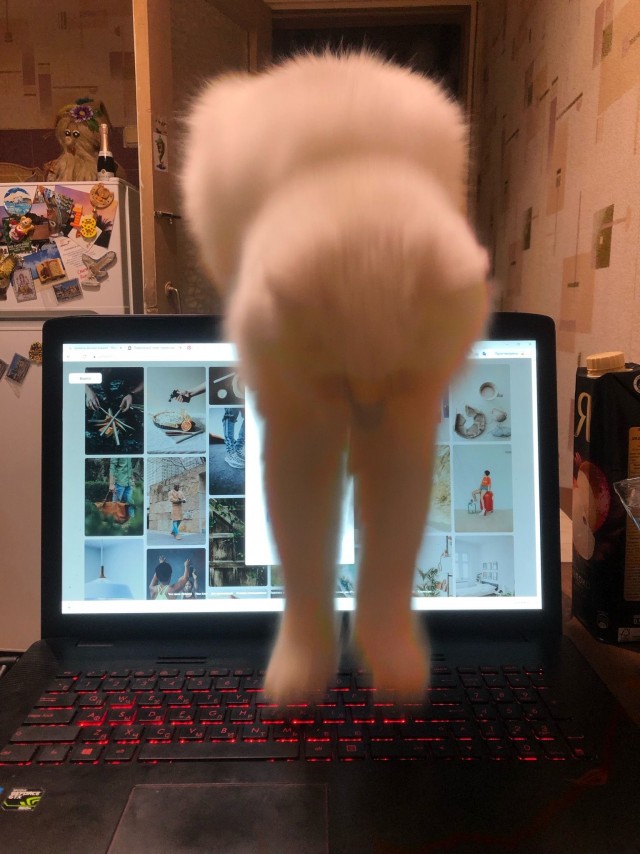 Эти забавные животные