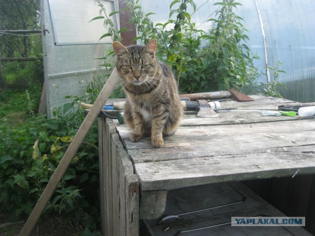 Жизнь домашнего приюта для котеек 299