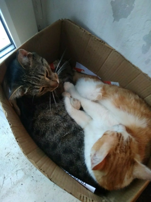 Эти забавные животные