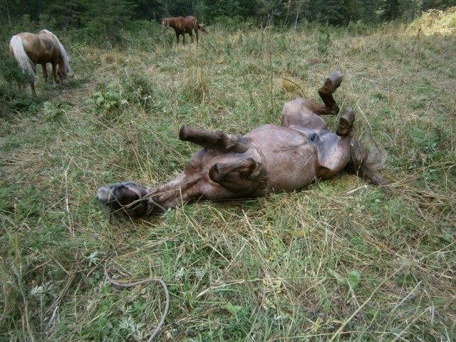 На конягах по Алтаю