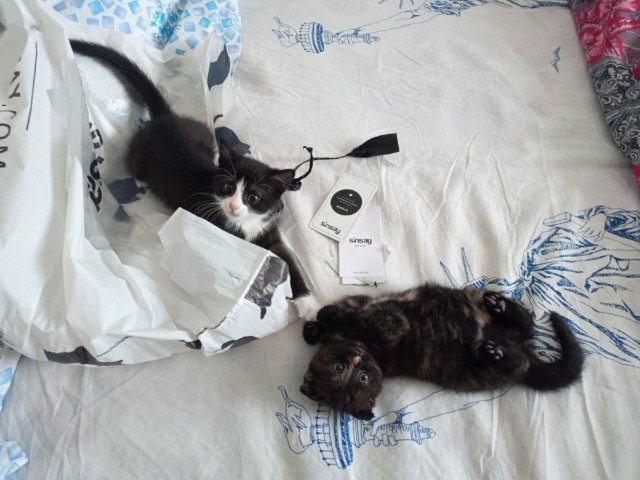 Последний котовторник 2020 года