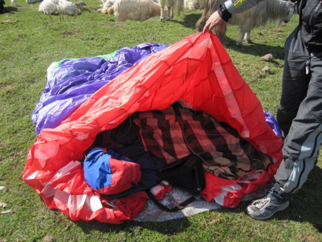 Орел против парапланериста