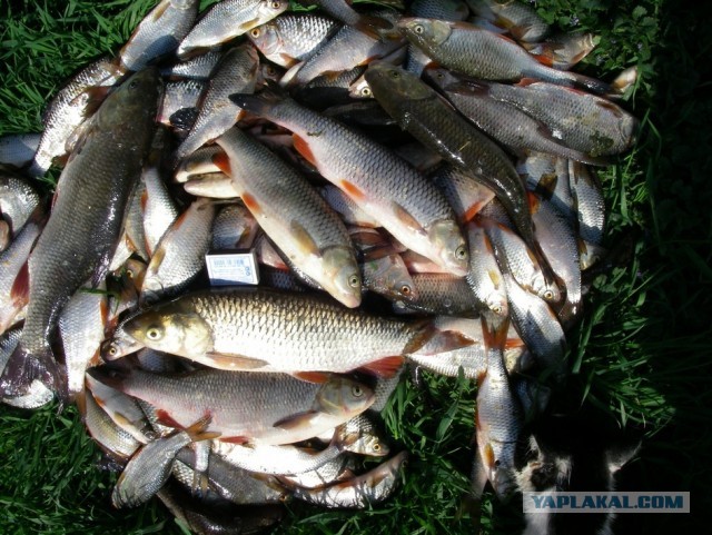 Пандемия. Коронавирус. Россия и мир. Последняя информация. Часть 21