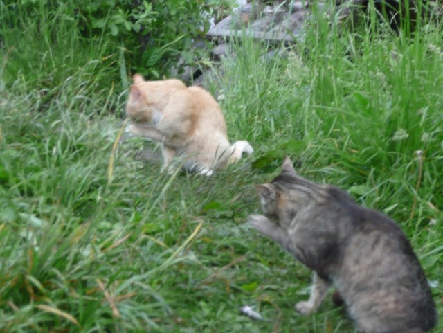 Кот перехватчик