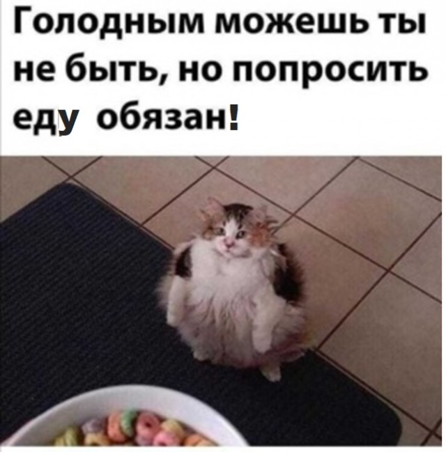 Картинки с котами и про котов