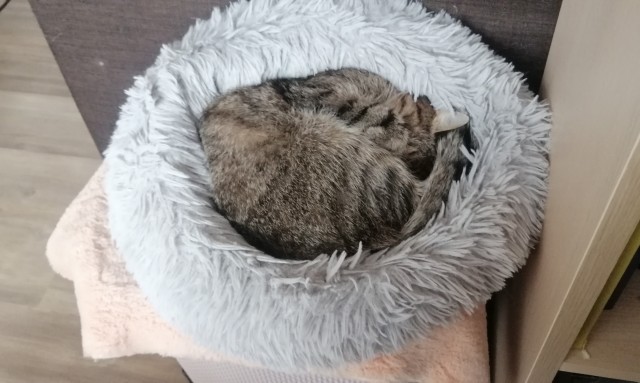 Даешь котовторник!