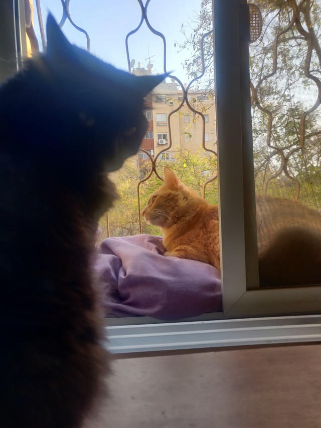 Вторник. Кото-вторник...